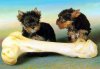 05-12tinydogs.jpg